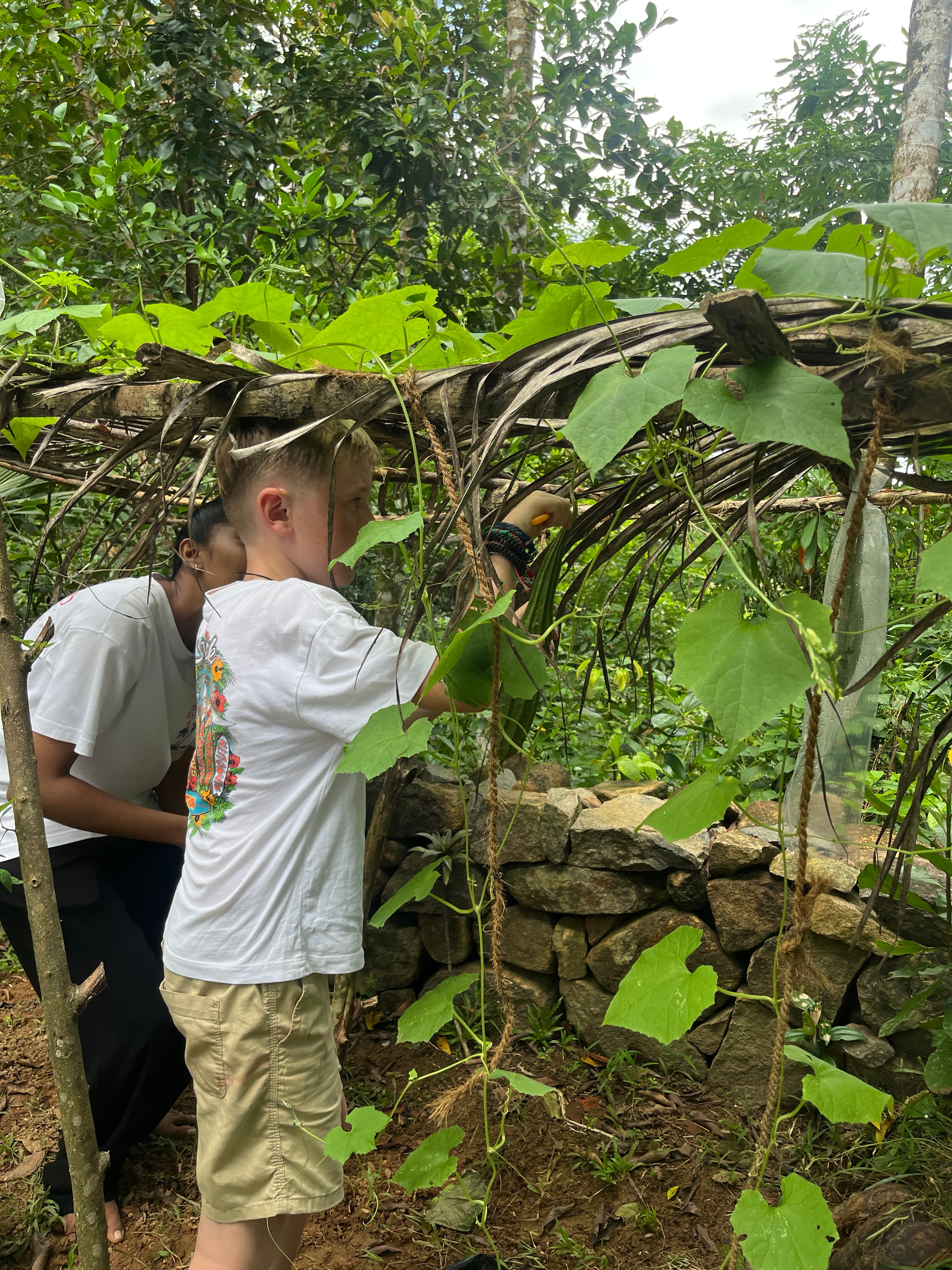 Picking vegetables in the garden